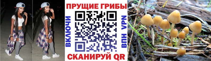 Псилоцибиновые грибы Psilocybe  наркота  Дмитриев 